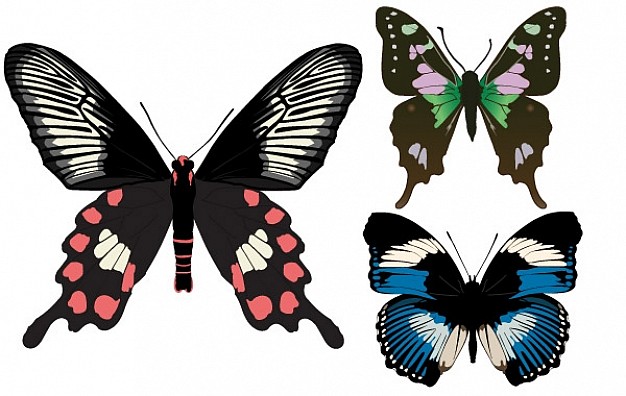 three beautiful butterfly in color