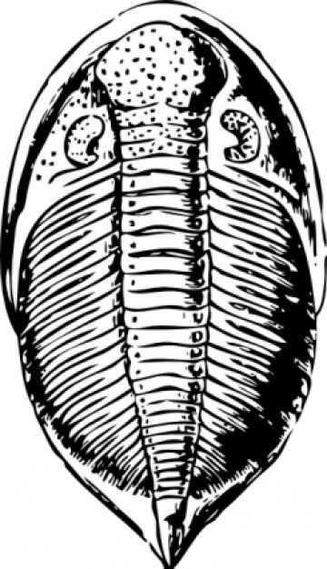trilobite clip art in bottom view