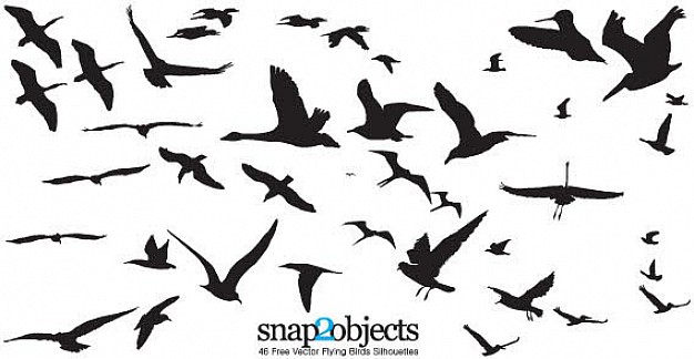 variety of flying birds silhouettes over white background