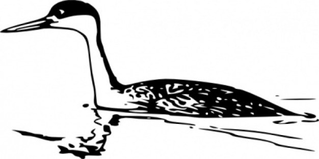 western grebe clip art swimming over water