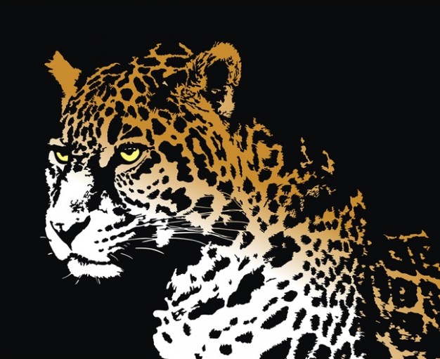Jaguar with black background