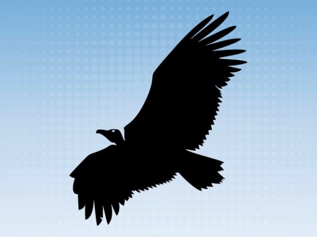 Big eagle flying in blue sky animal silhouette