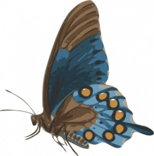 Papilio Philenor Side view of Butterfly clip art