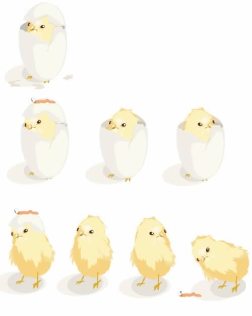 Hatching process of chicks material