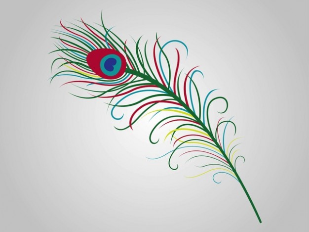 Colorful feather with gray background