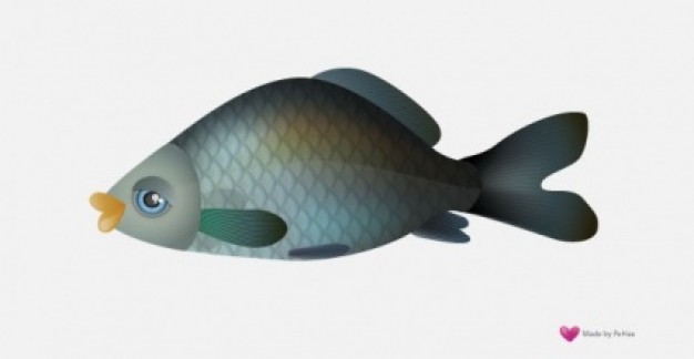 Fish Carp with gray background