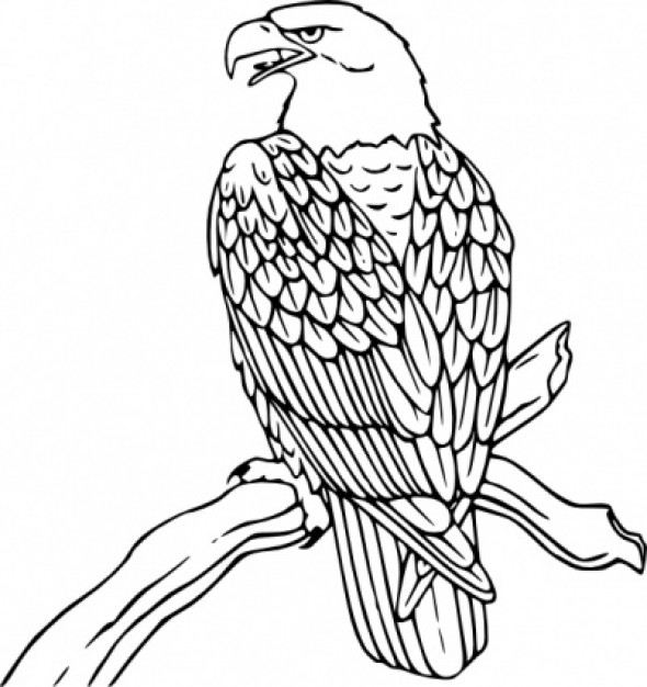 Bald Eagle standing on the branch clip art