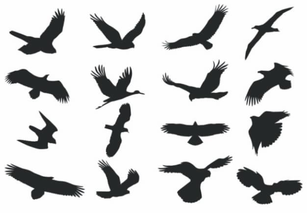 flaying hunting birds silhouettes with white background