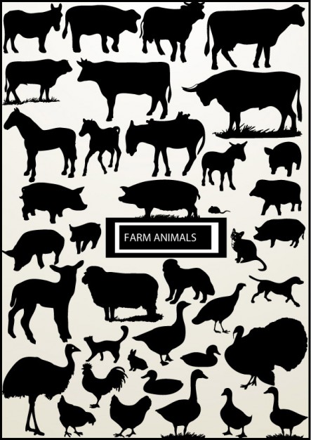 all kinds of black poultry livestock silhouette with gray background