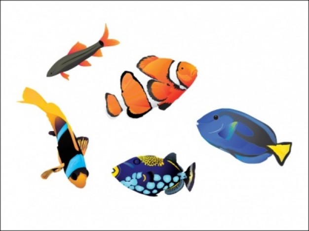 Saltwater Fish with colorful shell