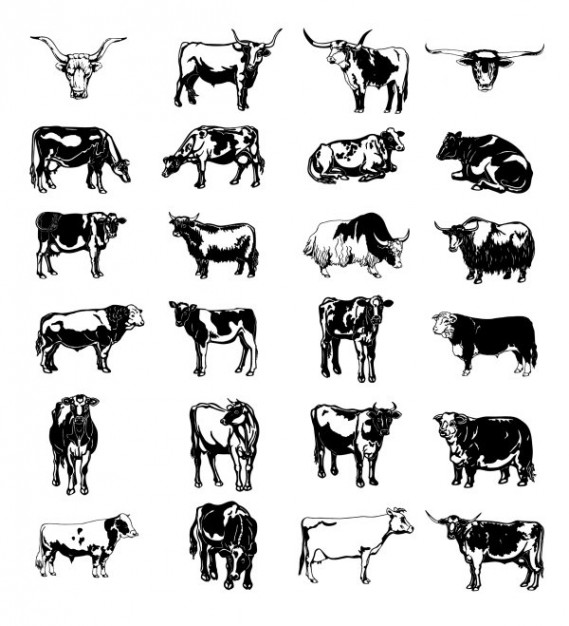 Black and white image series of cow
