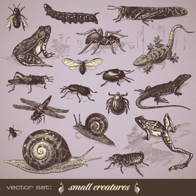 Vintage Insects like bug worm