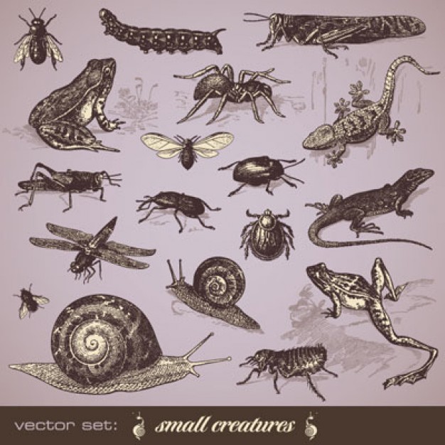 Vintage Insects like bug worm