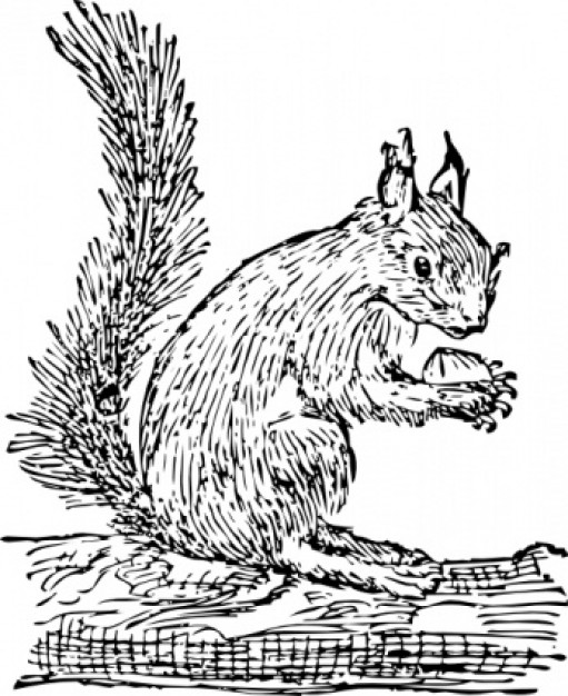 Squirrel eating pineal clip art