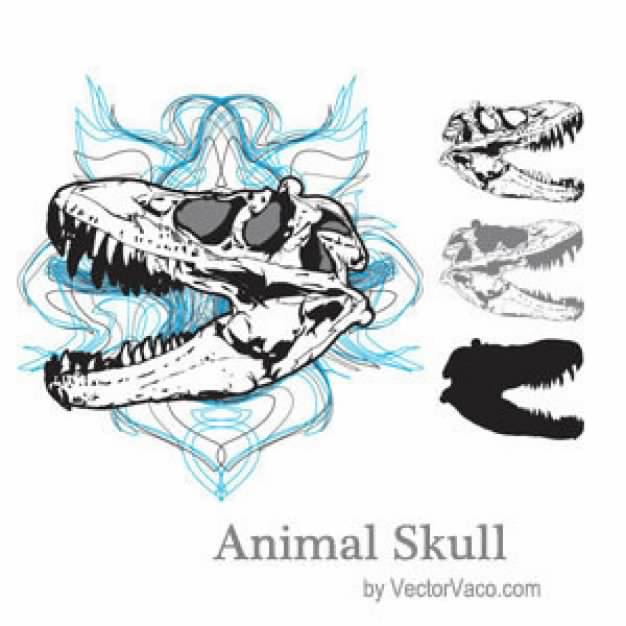 Animal Skull of snake in side view