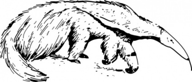 anteater hunting the food in hand draw style