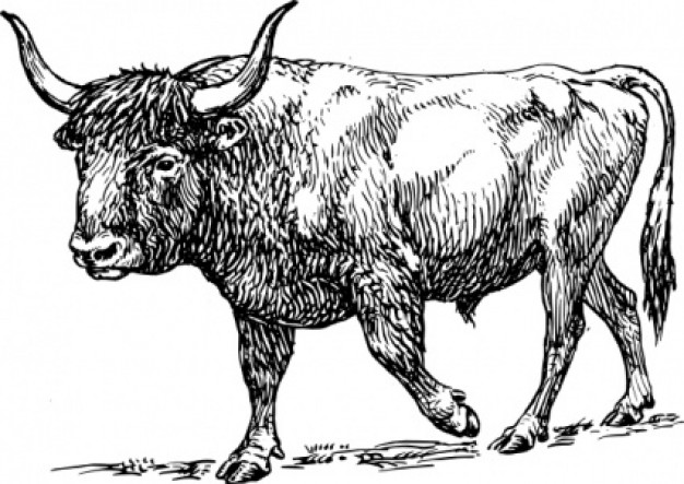 aurochs bull clip art with white background