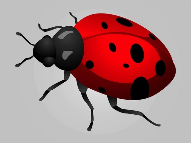 dotted Ladybird insect graphics