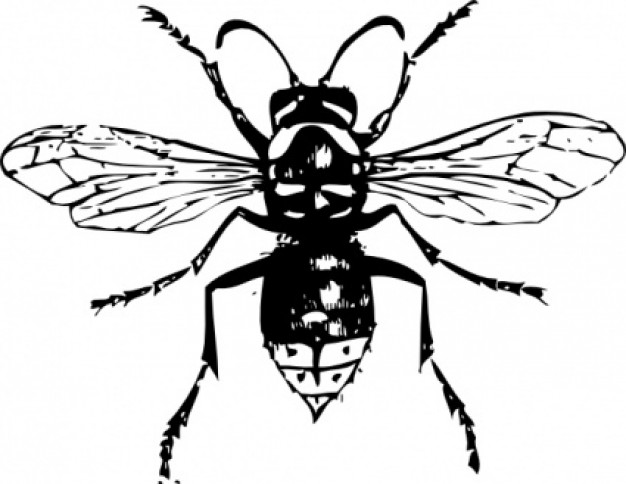 bald faced hornet clip art in top view