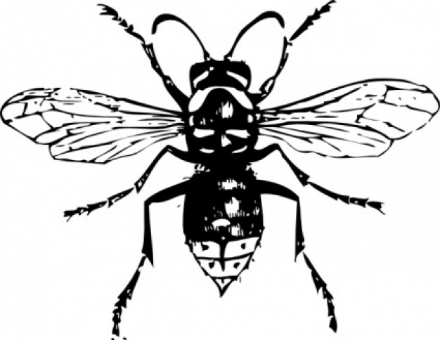 bald faced hornet clip art in top view