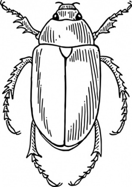 beetle top view clip art with white background