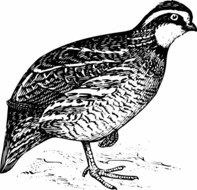 bird hunting food clip art in side view