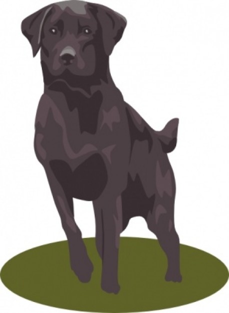 black lab dog clip art with White background