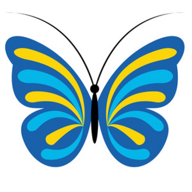 Blue and yellow butterfly in top view