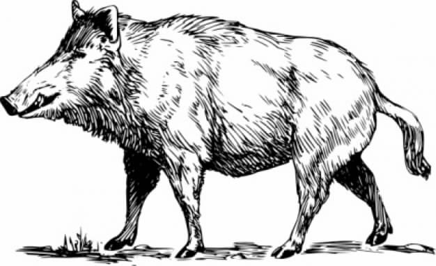 Boar clip art walking in side view