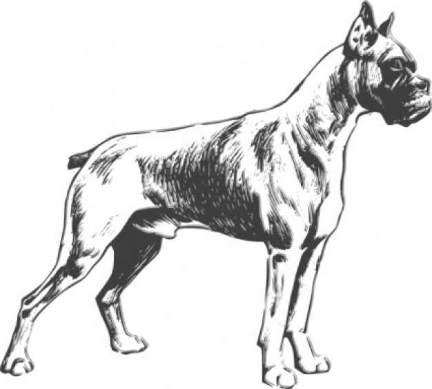 boxer dog at side view clip art with White background