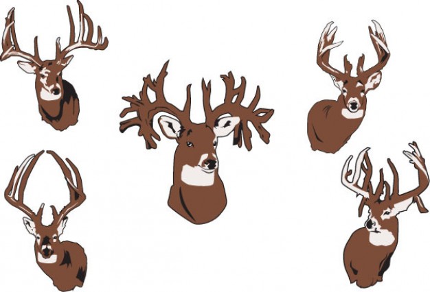 brown Elk front view Vector