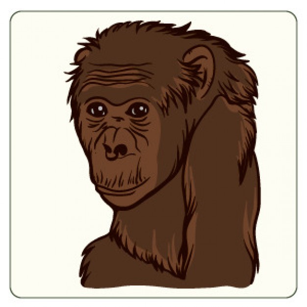 brown Monkey portrait freehand drawing vector