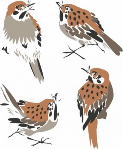 brown sparrow birds pack painted by Hand
