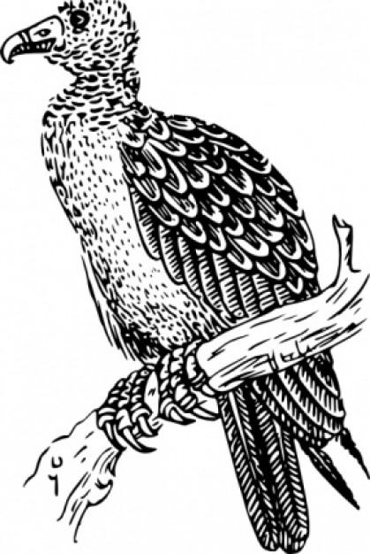 buzzard standing on branch clip art with White background