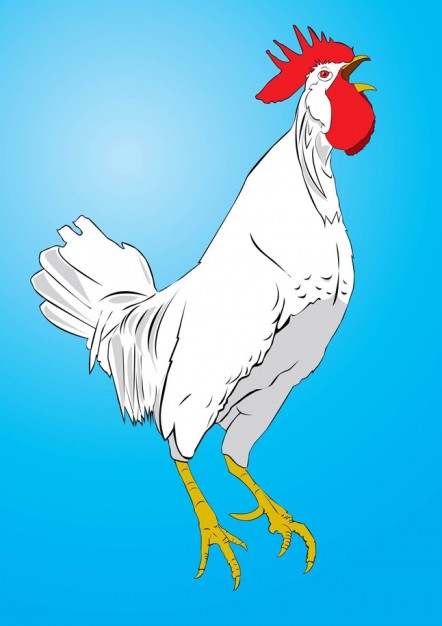 Chicken crowing Vector over blue background