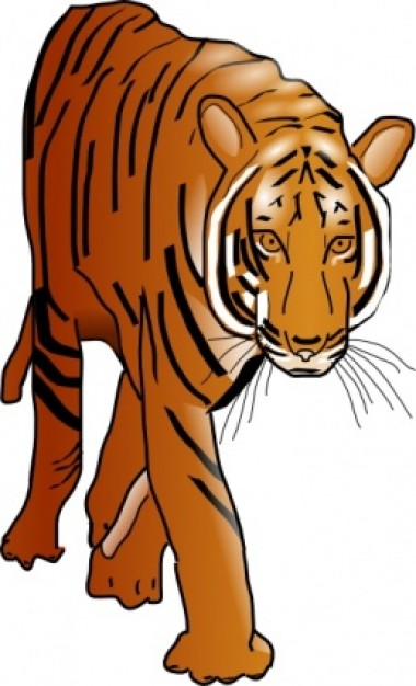 color tiger walking clip art with White background