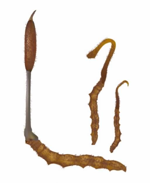 Cordyceps of Chinese caterpillar fungus