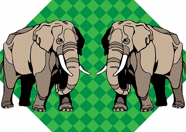 couple elephants with green grids background