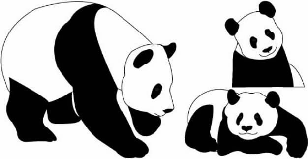 cute Panda bears in white and black