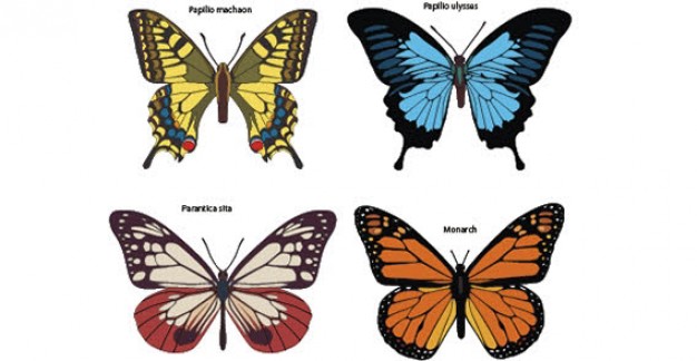 four Colorful butterflies set