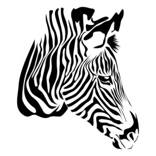 Zebra head with white background