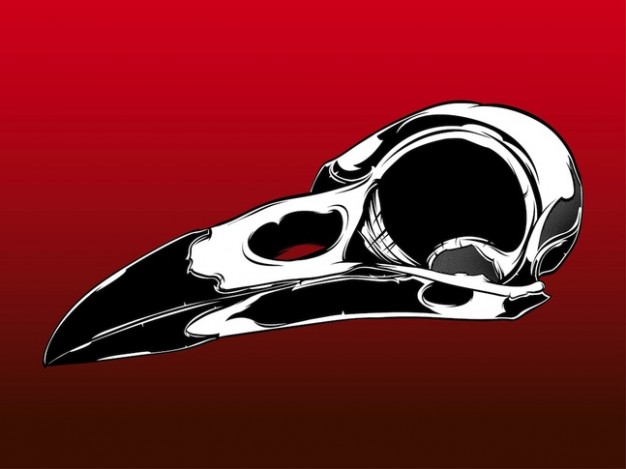 Dead bird skull with red background