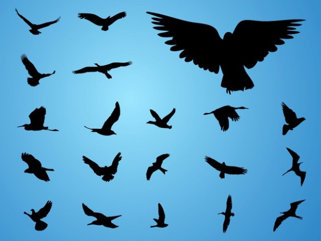 Nature fly birds silhouettes with blue sky background