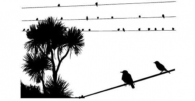Black and White birds on the wire Nature landscape