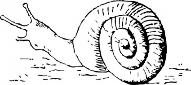 simple Snail Drawing clip art