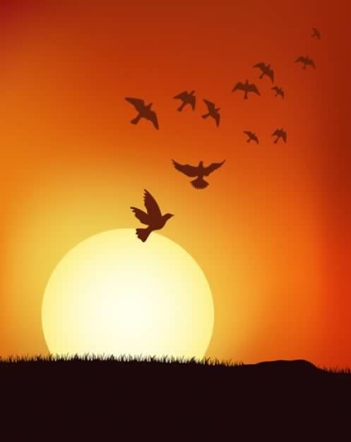 the flock doves with Sunset background material