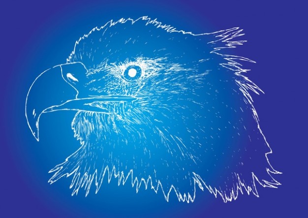 Eagle Sketch over blue background