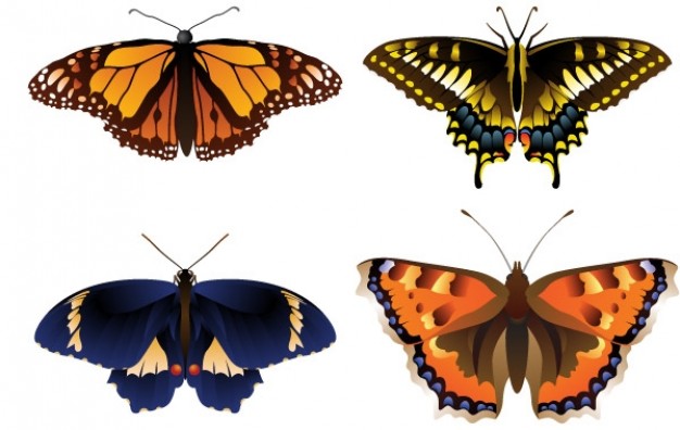 colorful different kind butterflies material