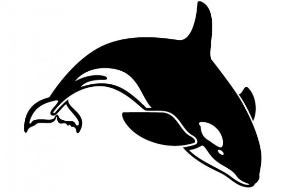 Killer Whale Image with white background