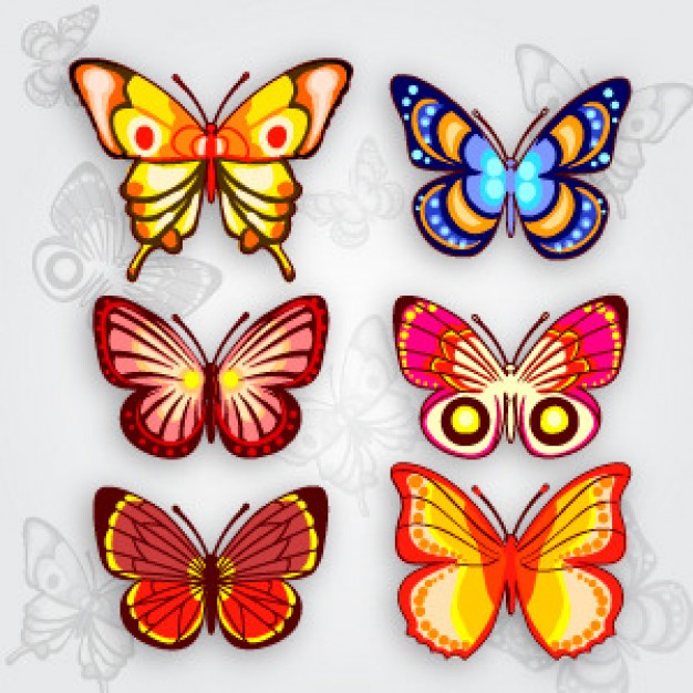 Colorful Butterflies of different species and color